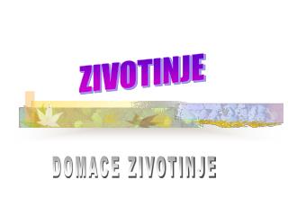 ZIVOTINJE