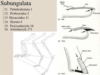 Subungulata