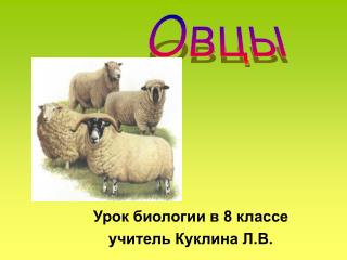 Овцы