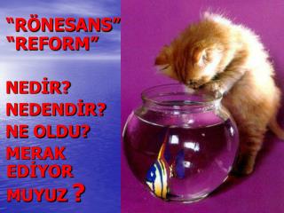 “RÖNESANS” “REFORM” NEDİR? NEDENDİR? NE OLDU? MERAK EDİYOR MUYUZ ?