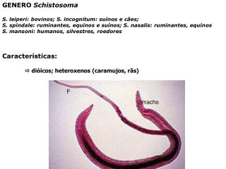 GENERO Schistosoma S. leiperi: bovinos; S. incognitum: suínos e cães;