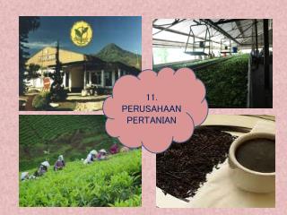 11. PERUSAHAAN PERTANIAN