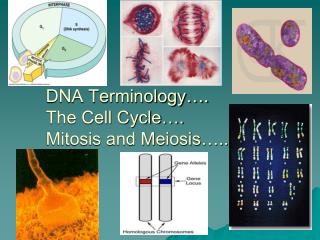 DNA Terminology…. The Cell Cycle…. Mitosis and Meiosis…..