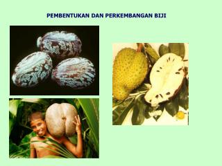 PEMBENTUKAN DAN PERKEMBANGAN BIJI