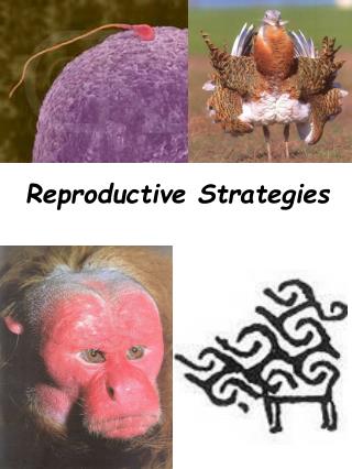 Reproductive Strategies