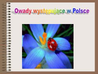 Owady występujące w Polsce