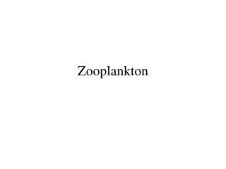 Zooplankton