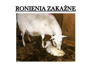 RONIENIA ZAKAŹNE