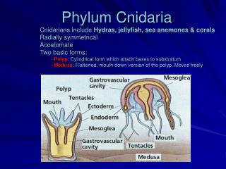 Phylum Cnidaria