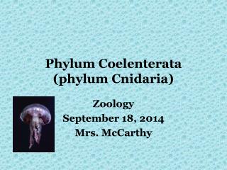 Phylum Coelenterata (phylum Cnidaria)