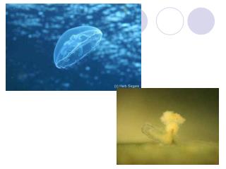 Phylum Cnidaria