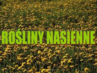 ROŚLINY NASIENNE