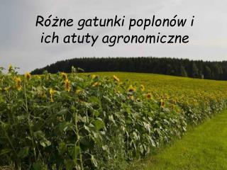 Różne g atunk i poplonów i ich atut y agronomiczn e