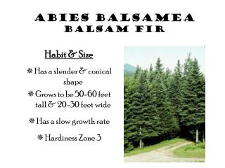 Abies Balsamea Balsam Fir