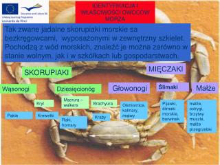 IDENTYFIKACJA I WŁAŚCIWOŚCI OWOCÓW MORZA