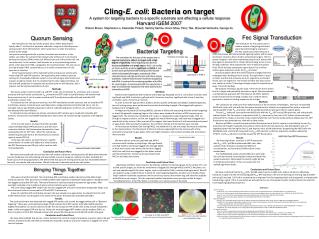 Cling- E. coli : Bacteria on target