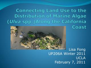 Connecting Land Use to the Distribution of Marine Algae ( Ulva spp.)Along the California Coast