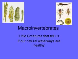 Macroinvertebrates