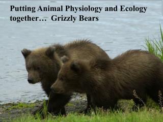 Putting Animal Physiology and Ecology together… Grizzly Bears