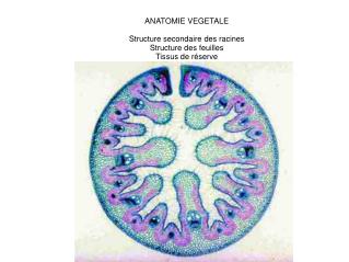 ANATOMIE VEGETALE Structure secondaire des racines Structure des feuilles Tissus de réserve