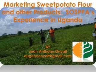 Marketing Sweetpotato Flour and other Products: SOSPPA’s Experience in Uganda BY