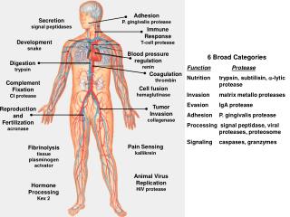 Adhesion P. gingivalis protease