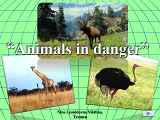 “Animals in danger”