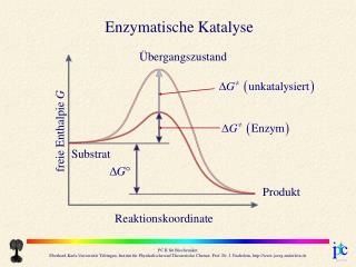 Enzymatische Katalyse