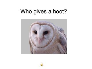 Who gives a hoot?