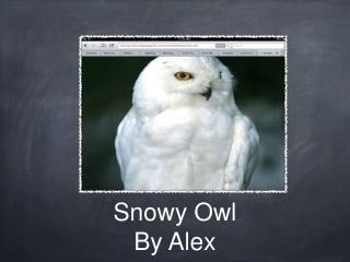 Snowy Owl By Alex