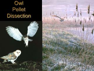 Owl Pellet Dissection