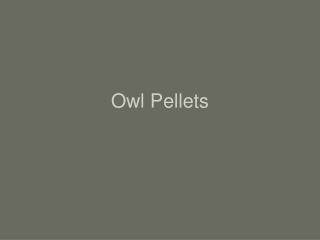 Owl Pellets