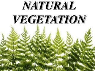 NATURAL VEGETATION