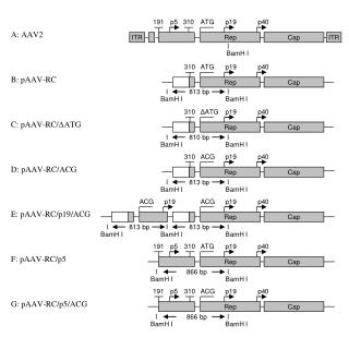 E: pAAV-RC/p19/ACG