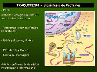 TRADUCCION - Biosíntesis de Proteínas