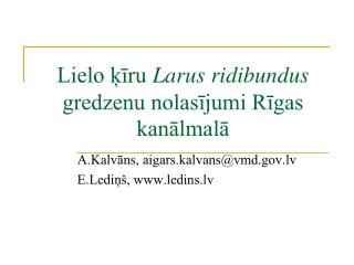 Lielo ķīru Larus ridibundus gredzenu nolasījumi Rīgas kanālmalā