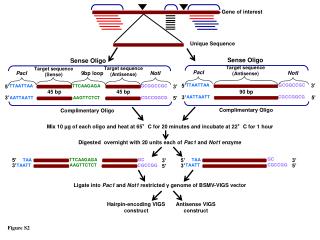 Gene of interest
