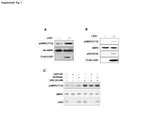 Supplemetal Fig. 1