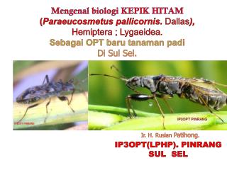 Mengenal biologi KEPIK HITAM ( Paraeucosmetus pallicornis . Dallas ), Hemiptera ; Lygaeidea .