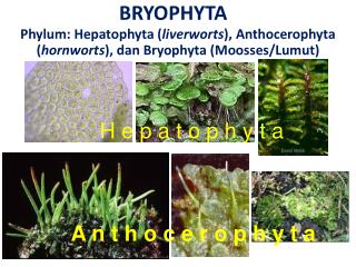 BRYOPHYTA