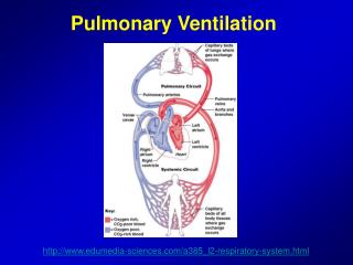 Pulmonary Ventilation