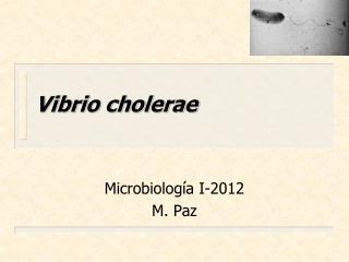 Vibrio cholerae