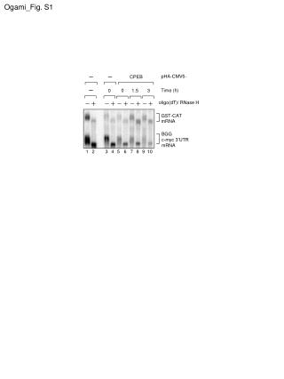 BGG c-myc 3’UTR mRNA