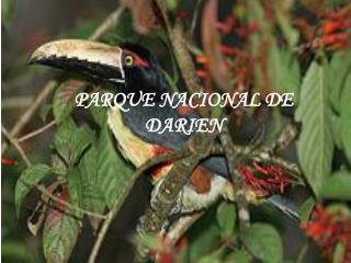 PARQUE NACIONAL DE DARIEN