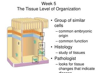 Week 5 The Tissue Level of Organization