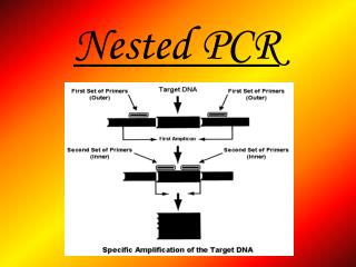 Nested PCR