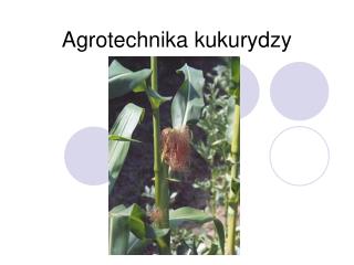 Agrotechnika kukurydzy