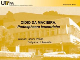 OÍDIO DA MACIEIRA, Podosphaera leucotricha