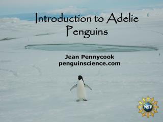 Jean Pennycook penguinscience