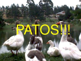 PATOS!!!